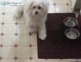 Purebred Havanese