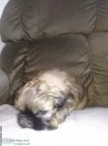 AKC Shih Tzu puppies