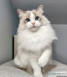 ADORABLE RAGDOLL KITTEN