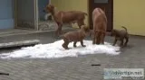 Rhodesian Ridgeback Puppies