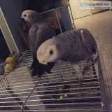 African Grey Parrot  Talking Inc Cage N Toys