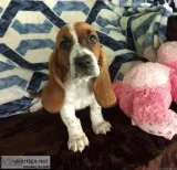 Perfect for kids-basset hound puppies