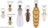 ANTI - TERMITE TREATMENT