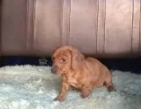 Darling Dachsund Puppies