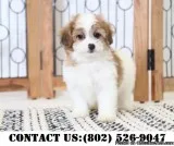 Credible Shihpoo Puppies for Adoption