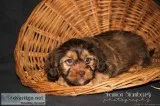 Aiden Male Schweenie