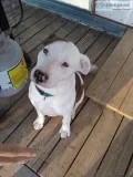 Dog needing good home