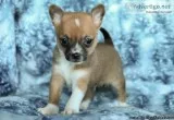 Happy Chihuahua Puppies