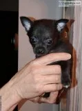 Pomchi puppies for sale