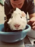 2 male guinea pigs