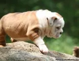 Bulldog Puppies For Sale - AKC Puppysearch - AKC Marketplace