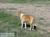 Collie pups for Easter