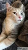 Kitty for sale
