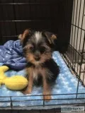 14 week Yorkshire male