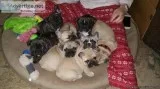 PRICELESS MALE AND FEMALE FRENCH BULLDOGS