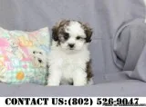 Easygoing Shihpoo Puppies for Adoption