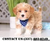 Delightful Yorkipoo Puppies for Adoption