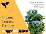 Terrace Gardening in bangalore