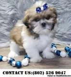 Bright Shih Tzu Puppies for Adoption