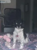 CKC Toy PoodleShihtzu