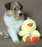Outstanding Collie Puppies For Sale