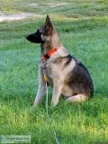 2 year old German Shepard