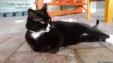 Free Fixed and Vaccinated Adult Cats