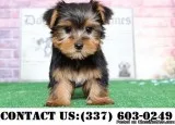 Cute Yorkshire terrier Puppies for Adoption