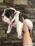 Frenchie and English Bulldog Puppies