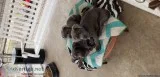 Mastiff Puppies