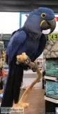 Super tamed Hyacinth Macaw 18months