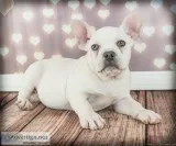 Duke Male Frenchton