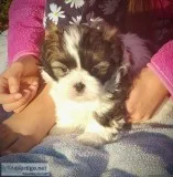 Male Shih Tzu Puppy (Ace)