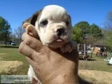 34 English14 Olde English Bulldog Male Pups