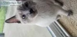 Loving cuddly cat for free