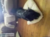 Playful Pups pet sitting