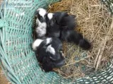 Baby Rabbits