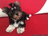 Beautiful Registered Yorkies