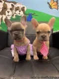French Bulldog Puppies