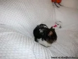 Loving Teacup Yorkie Puppies