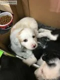 Border collie  retriever cross