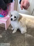 Toy Poodle Puppies (females) Looking for a Fur-ever Home