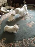 Cute Maltese puppies for sale