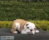 Cute and Adorable English bulldog Puppies for Adoption