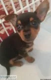 Teacup Chiweenie Puppy