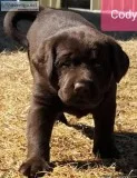 AKC English charcoalsilver and Chocolate Lab puppies