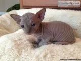 Adorable Sphynx Cat