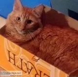 Adult Orange Tomcat