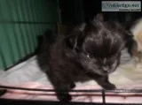 LONG HAIR12 Chihuahua AND 12 Pomeranian puppies 425-293-2757