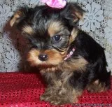 Yorkie puppies healthy females and males